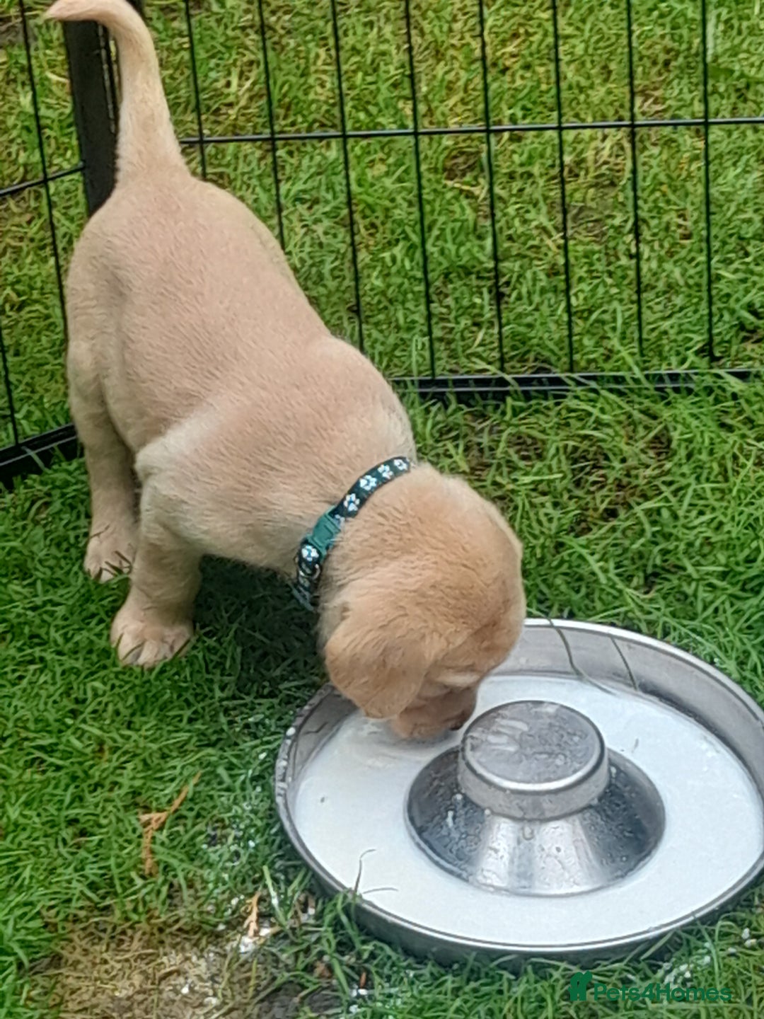 Labrador Retriever dogs for sale: KC Registered Labrador Puppies for sale  - Image 4