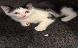 Maine Coon cats for sale: Maine coon x - Image 11