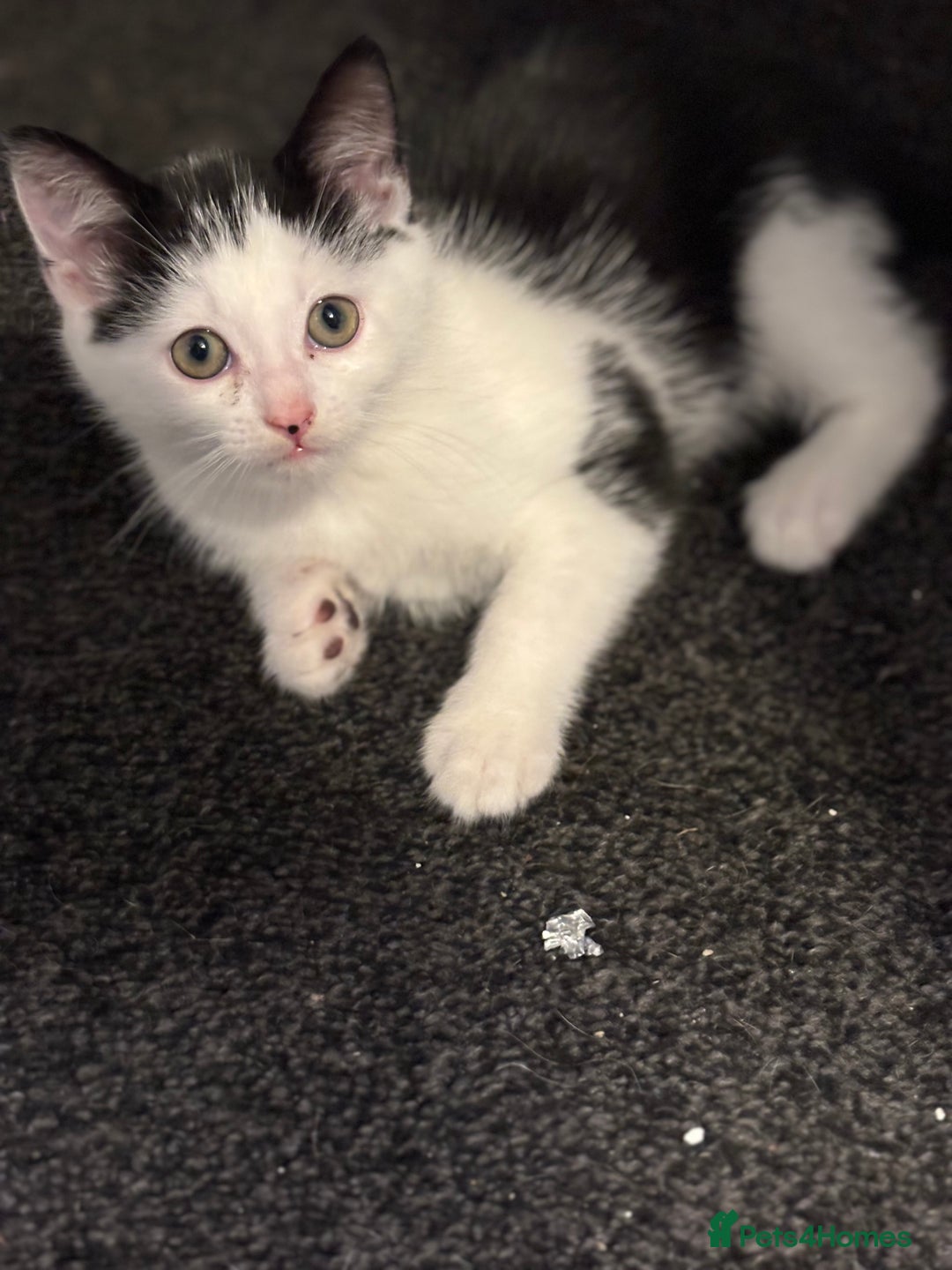 Maine Coon cats for sale: Maine coon x - Image 11