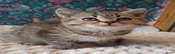 British Shorthair cats for sale: Adorable Brittish Shorthair kittens🐱 - Advert 28