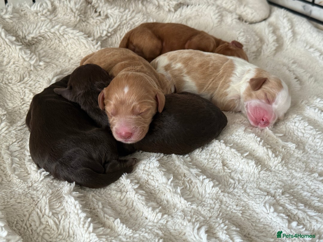 Cockapoo dogs for sale: 🐾3 girls 2 boys available🐾 - Image 3