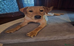 Labrador Retriever dogs for sale: KC Registered 9 Black & 1 Yellow Labrador Puppies - Image 13
