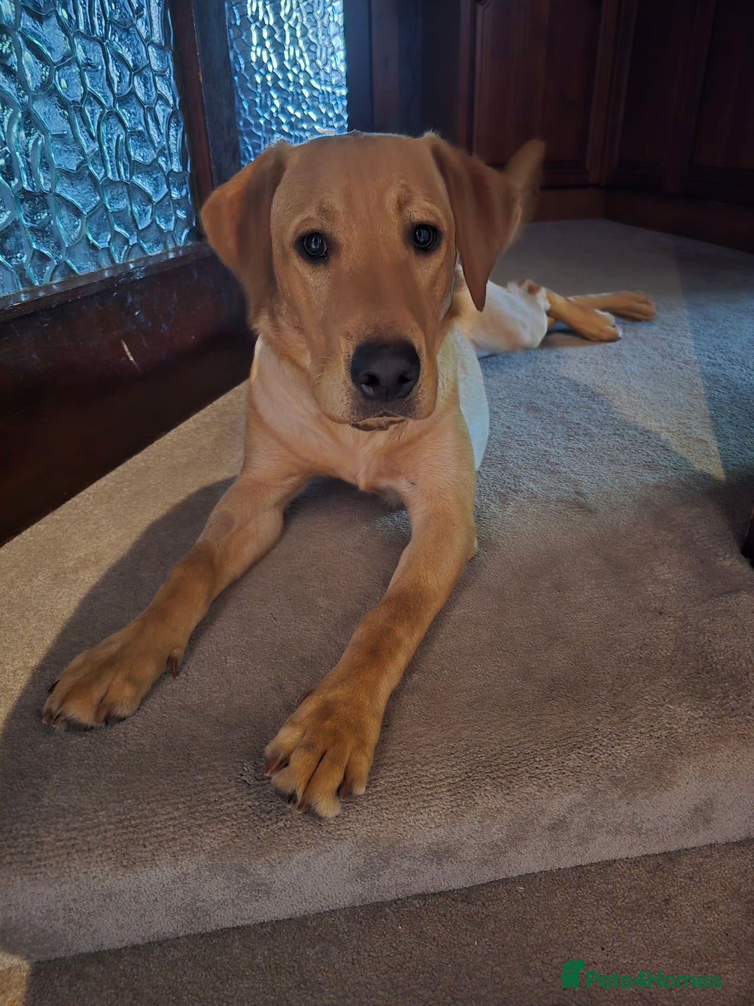 Labrador Retriever dogs for sale: KC Registered 9 Black & 1 Yellow Labrador Puppies - Image 13