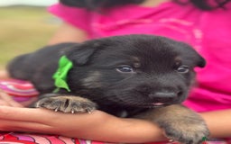German Shepherd dogs for sale: Short coat straight back German Shepard  in Wolverhampton - Image 12