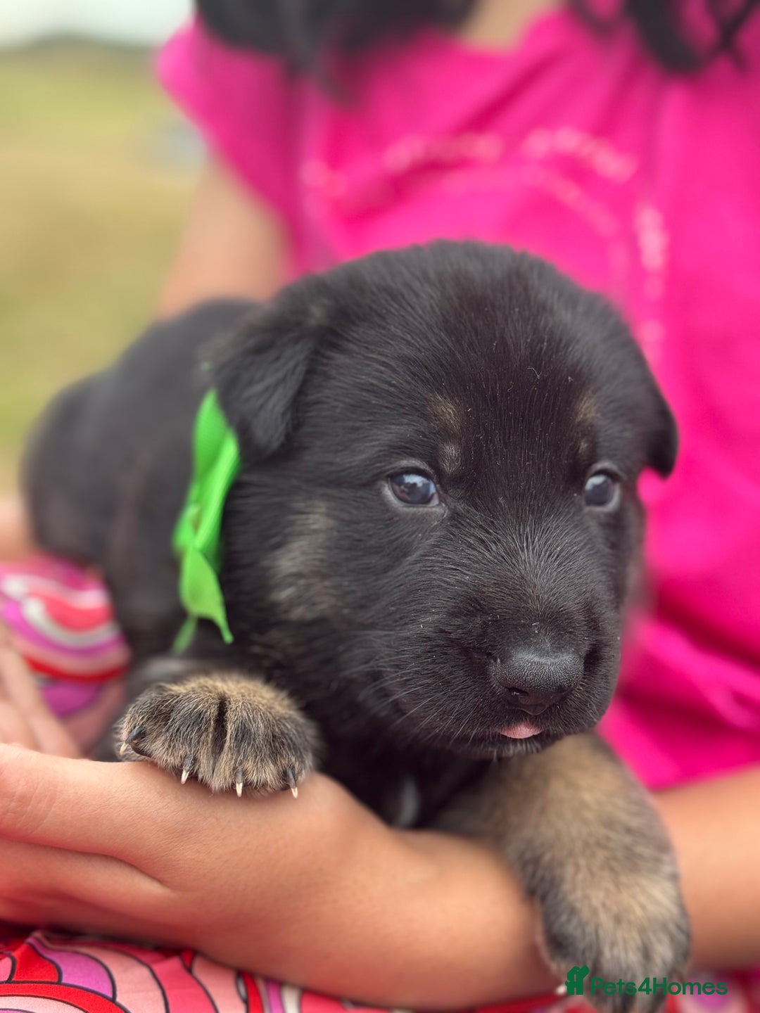German Shepherd dogs for sale: Short coat straight back German Shepard  in Wolverhampton - Image 12