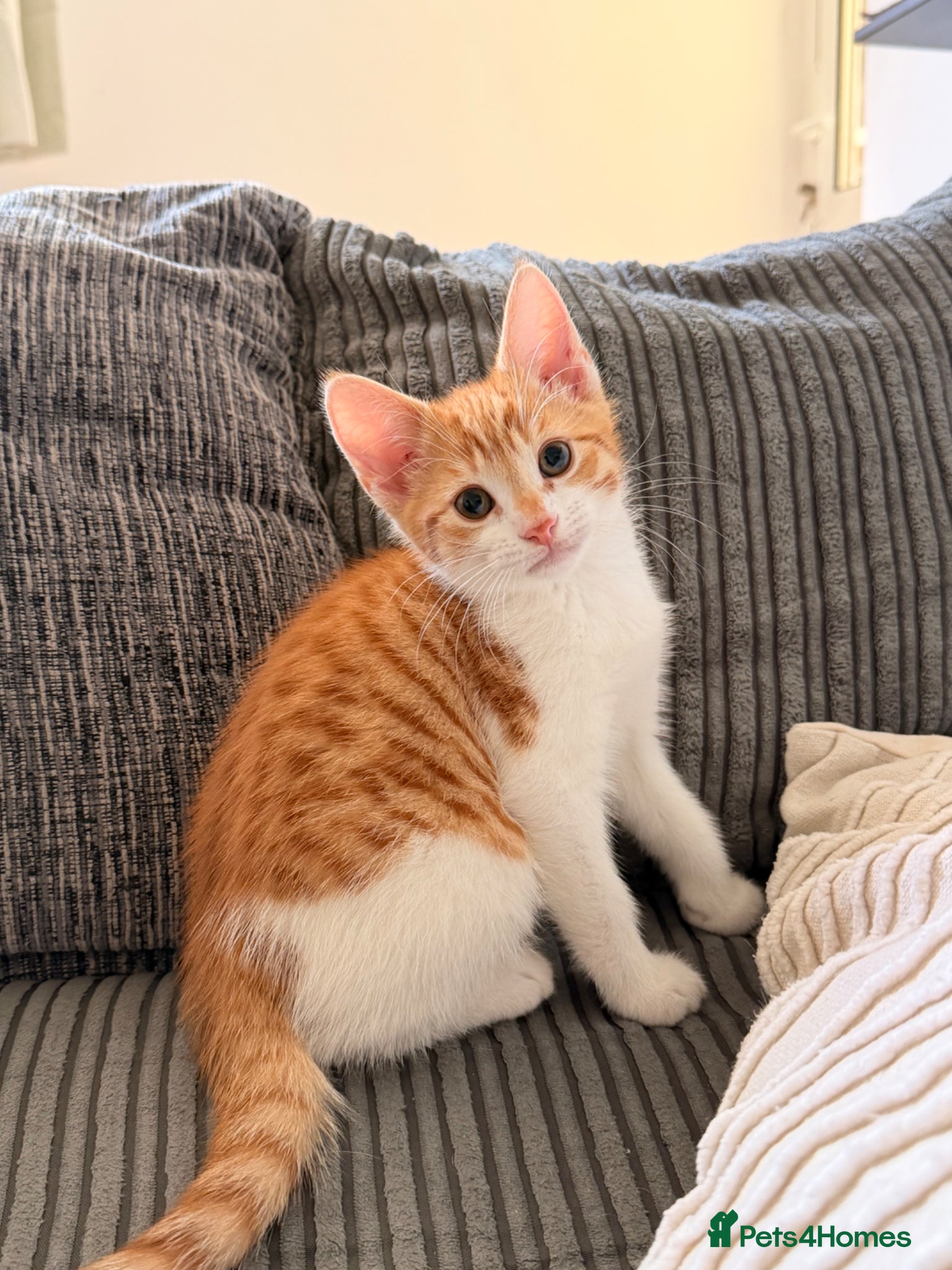 Mixed Breed cats Beautiful orange girl left Bengal mix - Advert 16