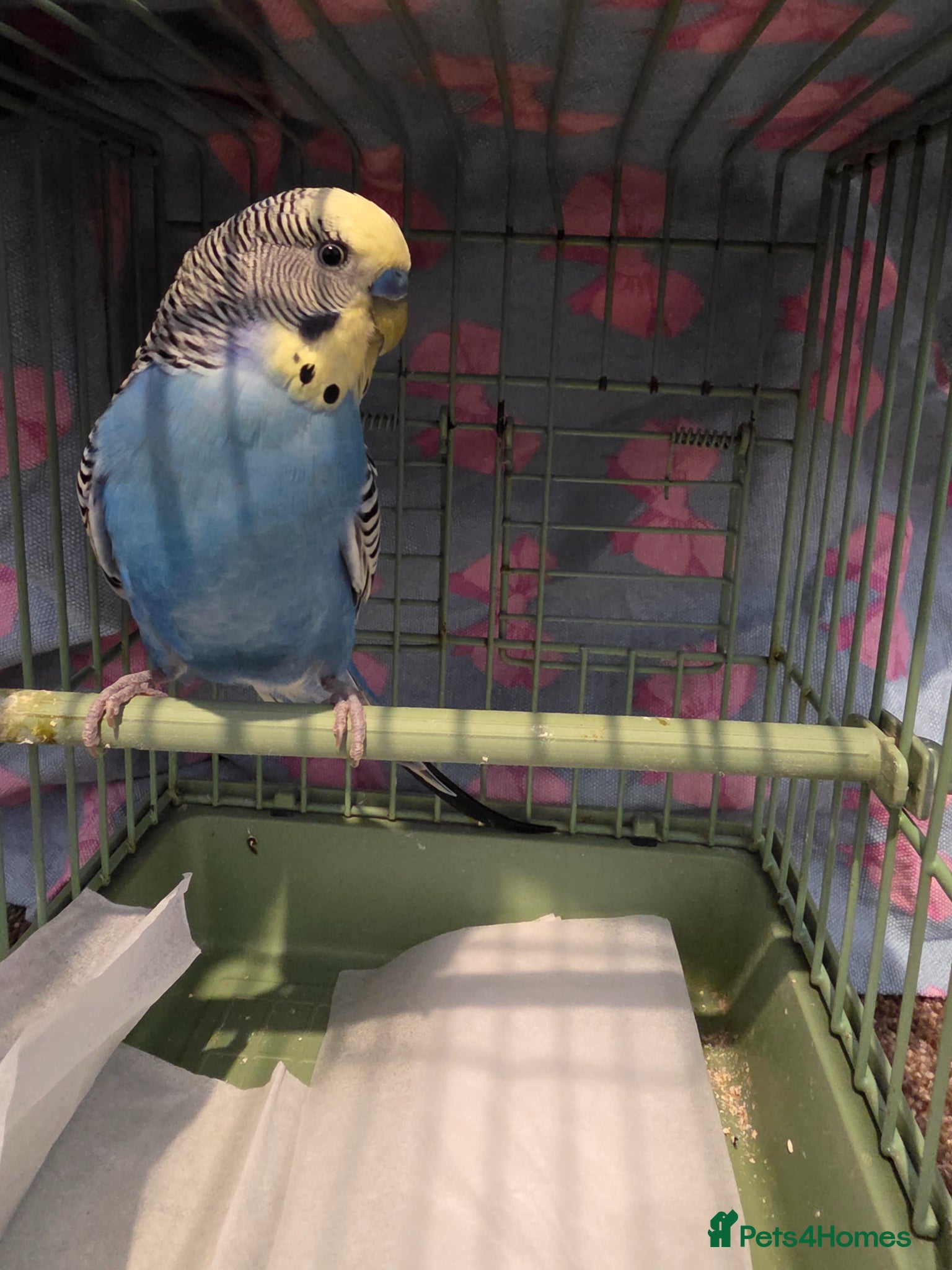 Budgerigars birds Budgies for sale - Advert 2