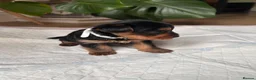 Yorkshire Terrier dogs for sale: Beautiful Yorkshire terrier puppies - Advert 10