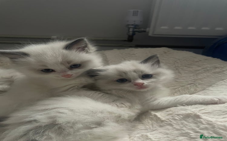 Ragdoll cats Pure Breed bi colour blue Ragdoll Kittens - Advert 1