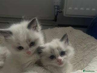 Ragdoll cats Pure Breed bi colour blue Ragdoll Kittens - Advert 16