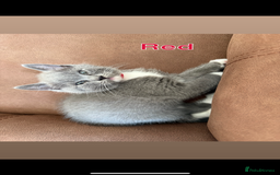 Mixed Breed cats for sale: 🐾 British Short Hair X Ragdoll Kittens 🐾 - Image 10