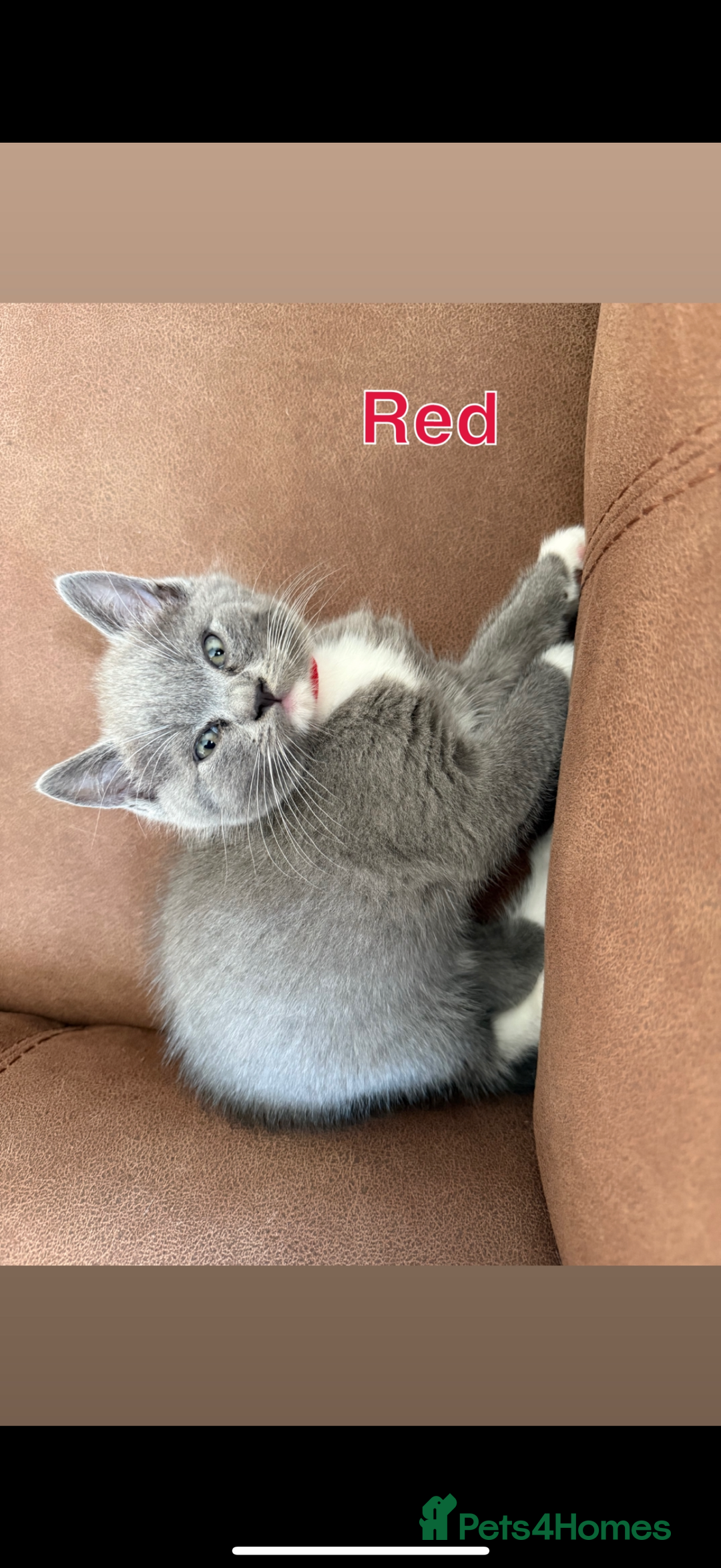 Mixed Breed cats for sale: 🐾 British Short Hair X Ragdoll Kittens 🐾 - Image 10