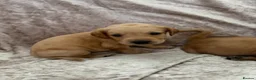 Labrador Retriever dogs for sale: Stunning Labrador pups - Advert 17