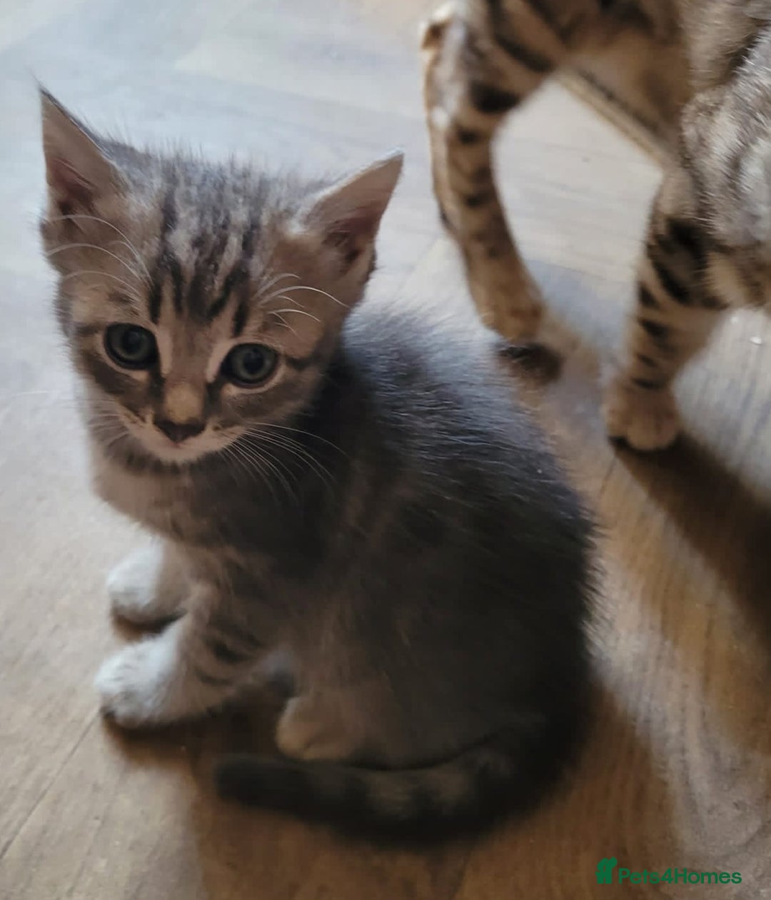 Bengal cats for sale: Bengal x ragdoll kittens - Image 5
