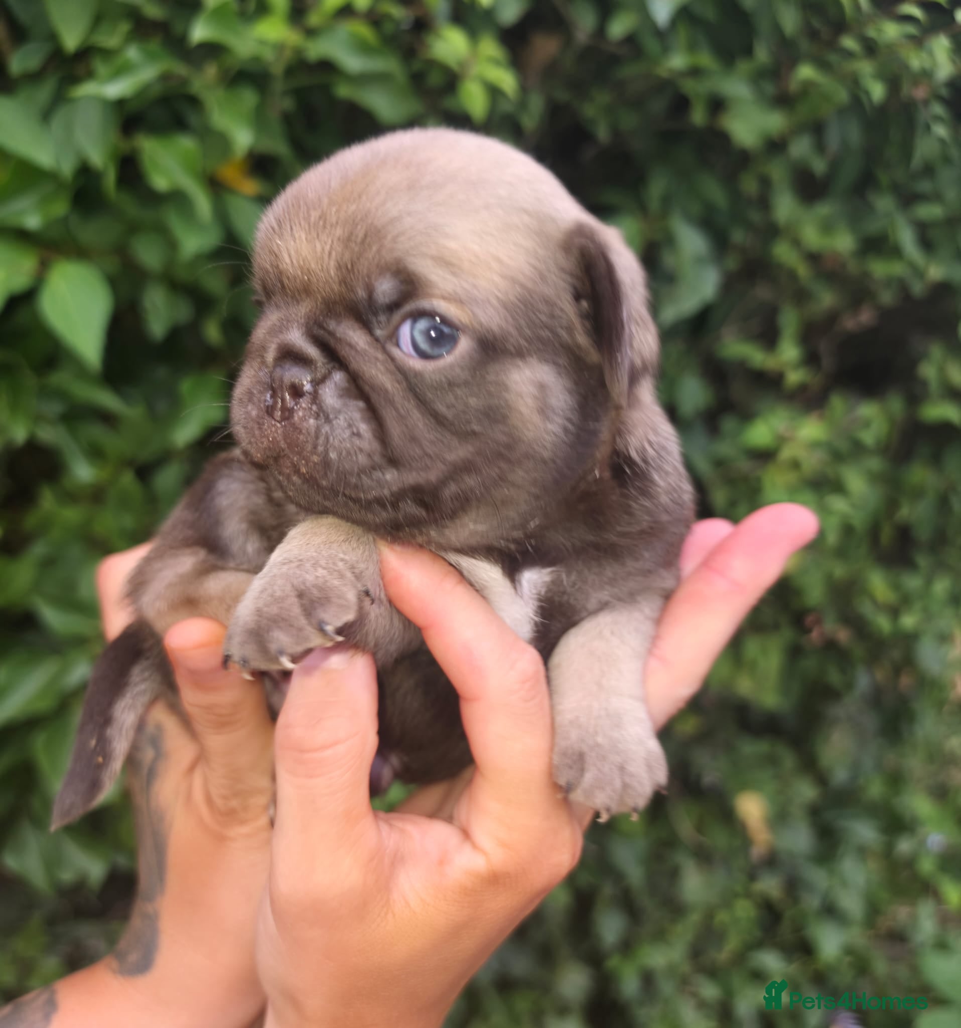 Pug dogs Royal Blue Litter - Exclusive Showline  - Advert 1