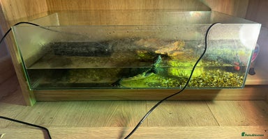 Turtle reptiles - Advert 3