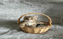 Bengal cats for sale: Stunning bengal kittens for sale to loving home - Image 24