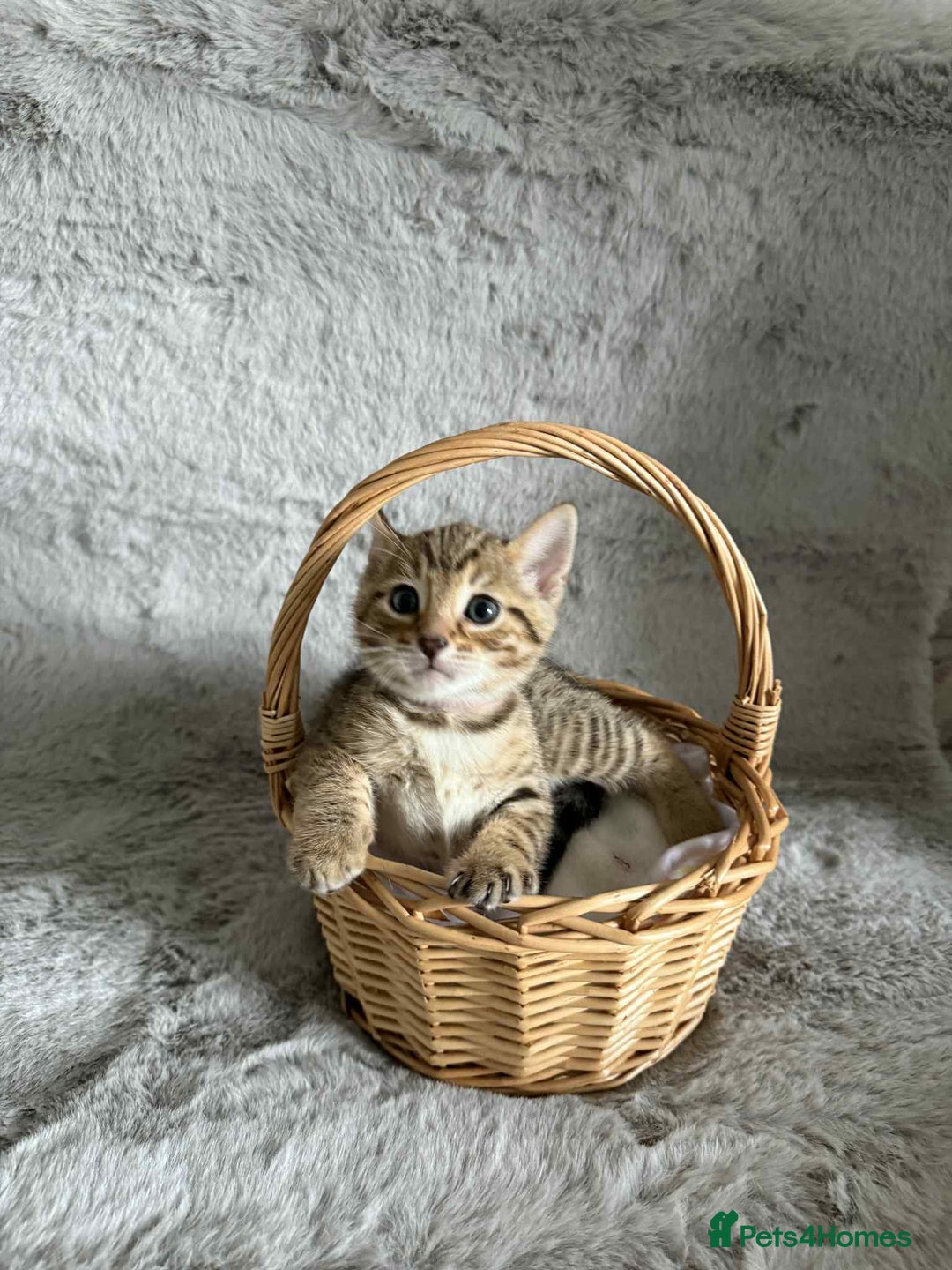 Bengal cats for sale: Stunning bengal kittens for sale to loving home - Image 24
