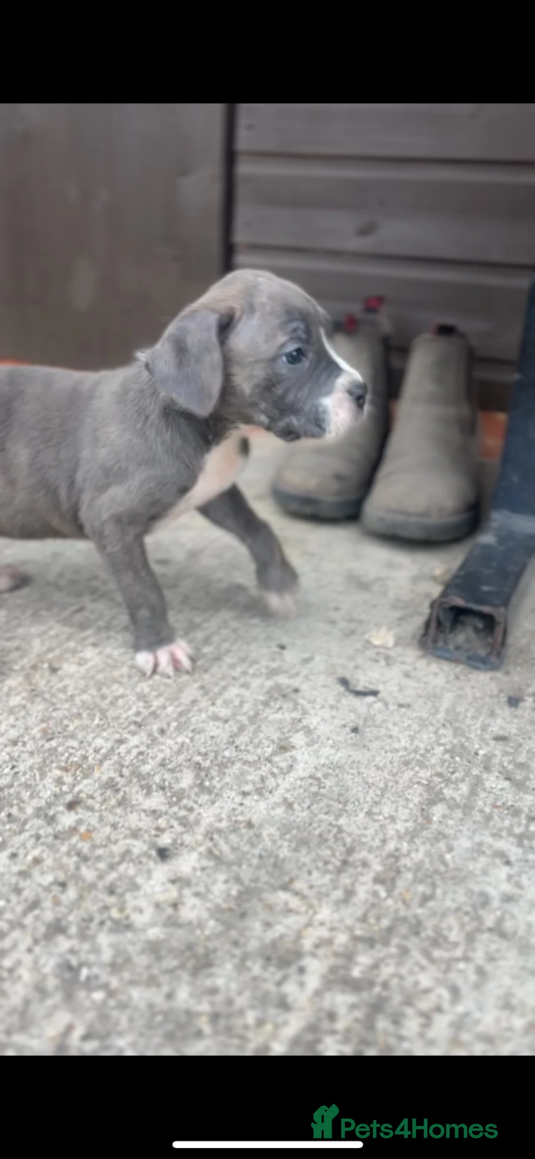 Mixed Breed dogs for sale: Stunning cane corso x staff - Advert 10