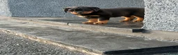 Rottweiler dogs for sale: Chunky Rottweiler puppies - Advert 5