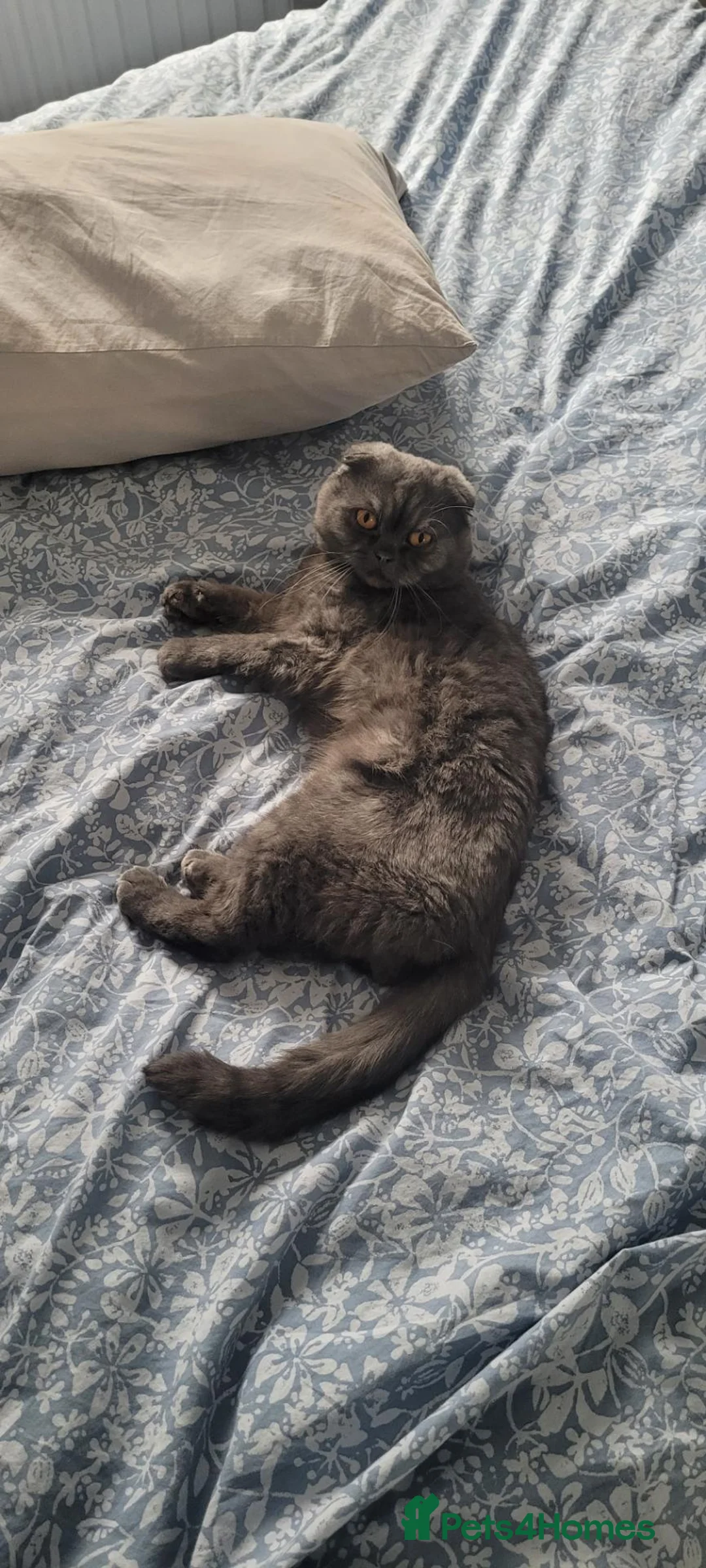 Scottish Fold cats for sale:  lovely Scottish Fold boy ❤️ - Advert 7