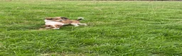 Welsh Collie dogs for sale: Welsh sheepdog puppies for sale  - Advert 6