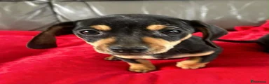 Dachshund 4 REHOMED