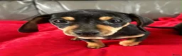 Dachshund dogs for sale:  DASCHUNDS ALL REHOMED - Advert 9