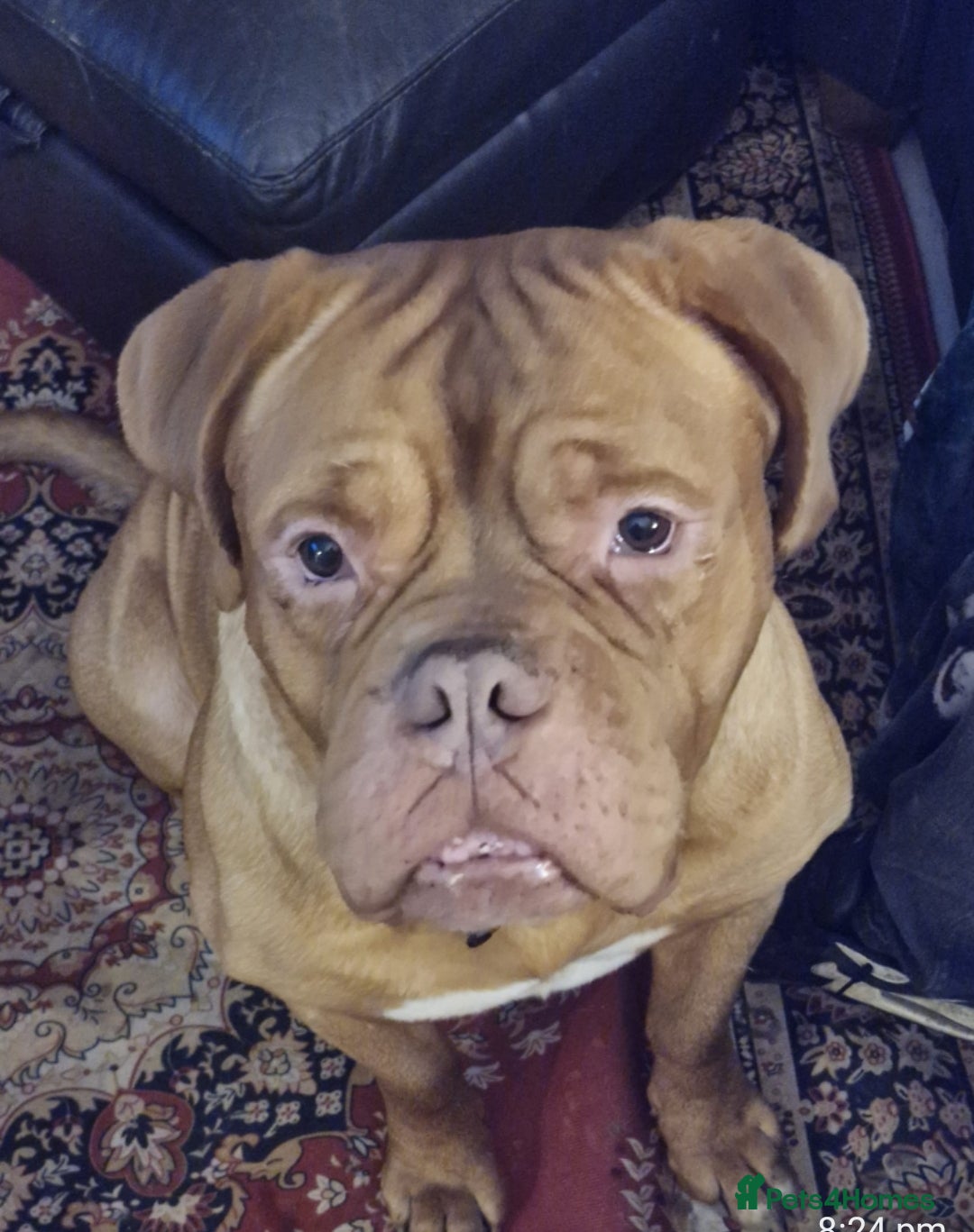 Dogue De Bordeaux dogs for sale: Mr Nelson - Advert 1