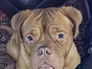 Dogue De Bordeaux dogs Mr Nelson - Advert 3