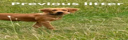 Golden Retriever dogs for sale: Beautiful Fox Red Golden Retrievers RKC rebistered - Advert 5