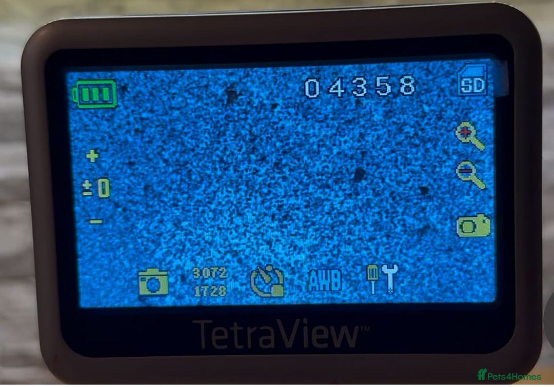 Miniature Poodle dogs for stud: For Stud KC DNA & heart tested Poodle - Advert 8