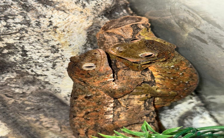 Gecko reptiles - Advert 2