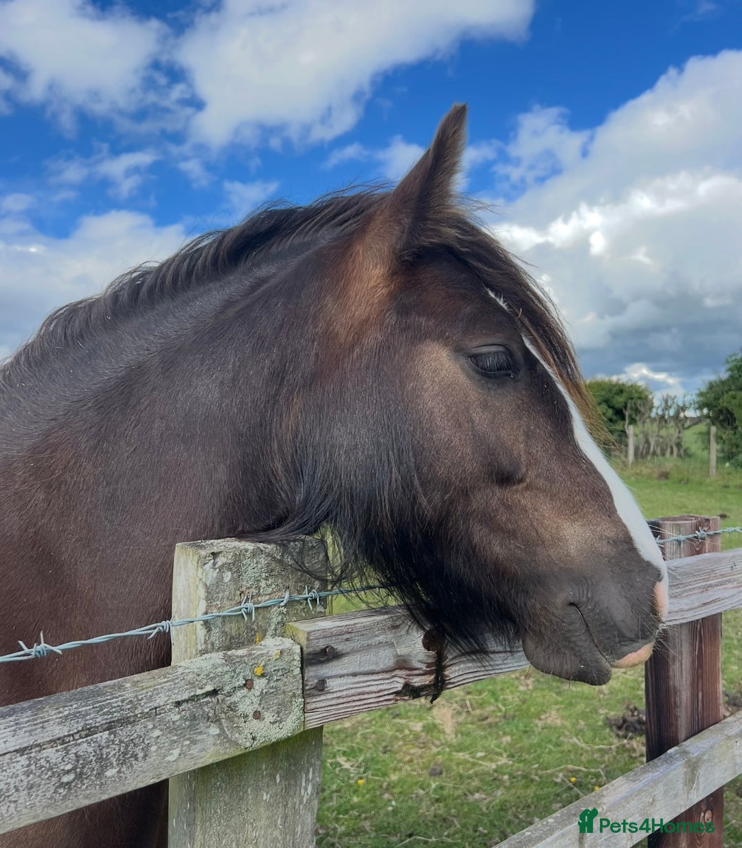 Other Breed horses for sale: 2 year old black cob filly to make approx 14.1/2hh - Image 5