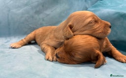 Cocker Spaniel dogs for sale: KC RED SHOW COCKER SPANIELS - Image 6