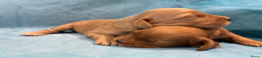 Cocker Spaniel Puppy 5
