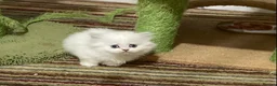 Munchkin cats for sale: 7 weeks old Full Pedigree Munchkin Kittens - Advert 8