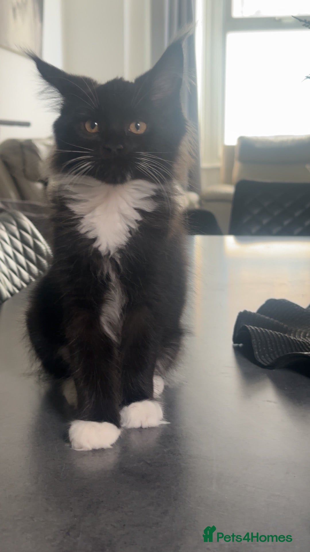 Maine Coon cats 1 female Maine Coon left black smoke tuxedo - Advert 16