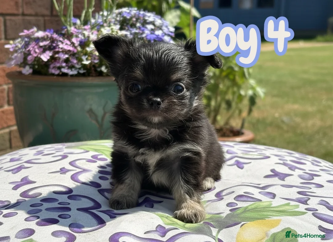 Chihuahua dogs for sale: Exquisite long coat chihuahuas  - Advert 1
