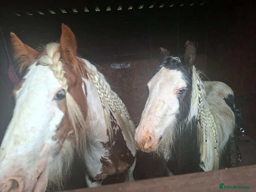 Irish Cob horses for sale: Cob gelding for sale - Advert 2