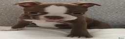 Boston Terrier dogs for sale: £1600 KC reg Boston terrier pups - Advert 8
