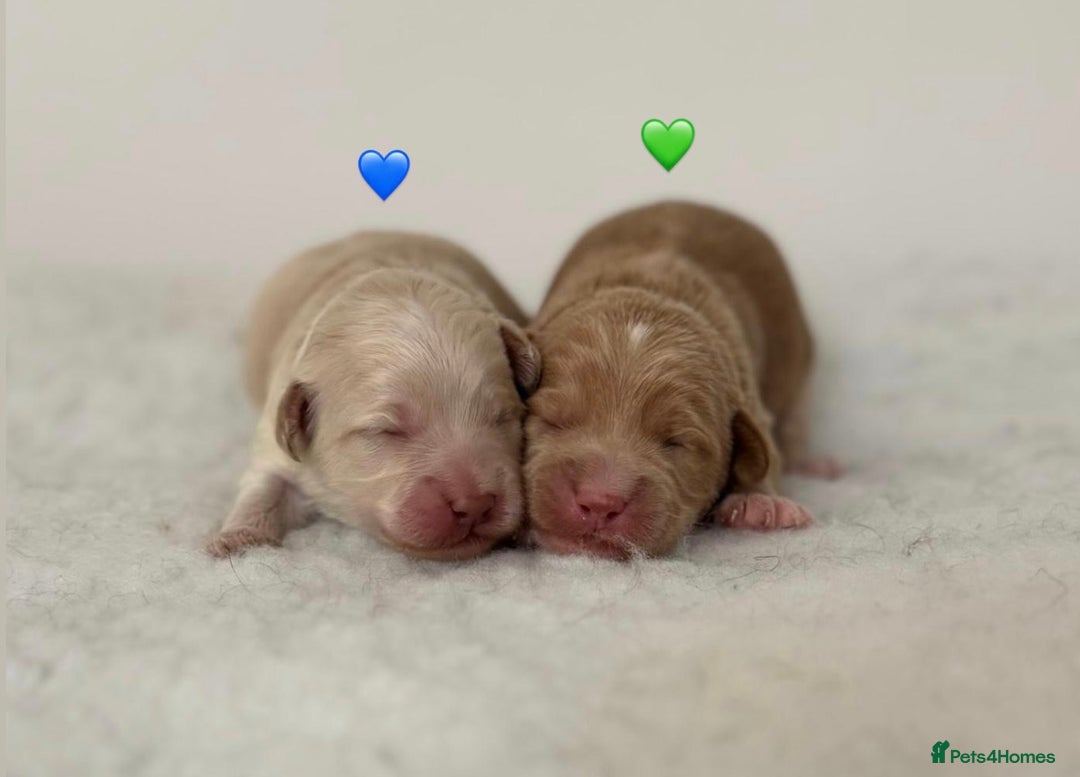 Labradoodle dogs for sale: Miniature Multigen Labradoodle Puppies - Image 4