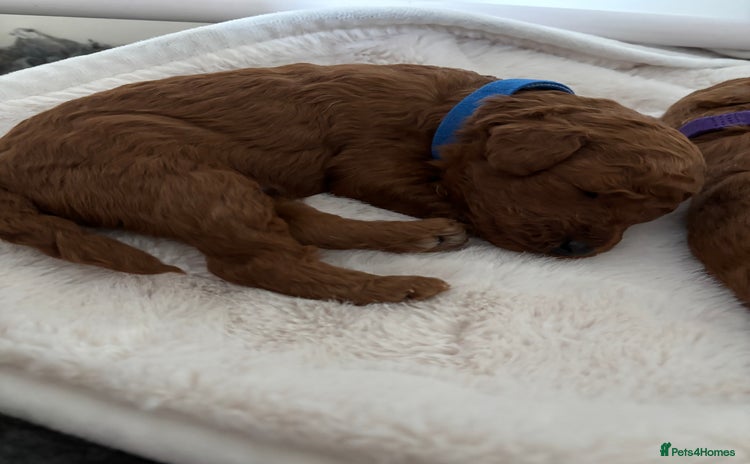 Toy Poodle dogs - Advert 1