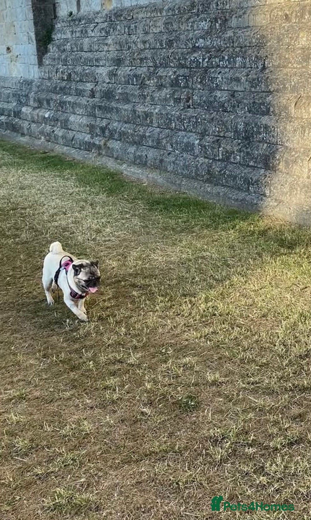 Pug dogs for sale: The sweetest 8 year old Female Pug  - Advert 16