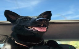 Mixed Breed dogs for sale: Storm 1 year old  - Image 7