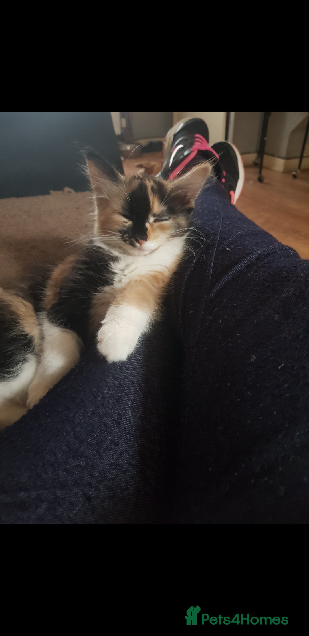 British Shorthair cats for sale: Marmite  - Advert 4