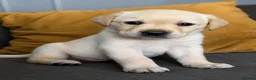 Labrador Retriever dogs for sale: Advanced trained Labradors  - Advert 4