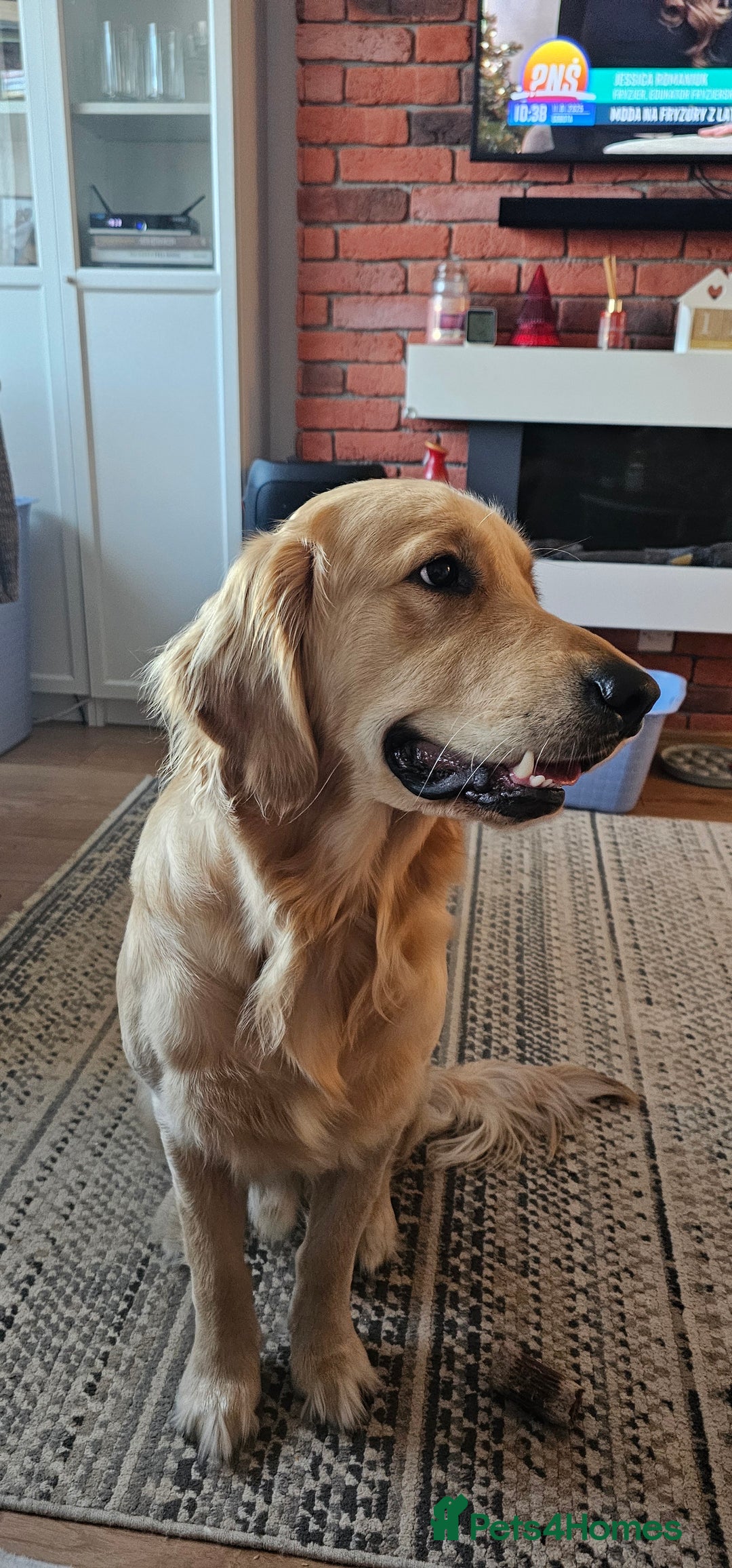 Golden Retriever dogs for stud: Golden Retriever Stud Dog – Northampton  - Advert 3