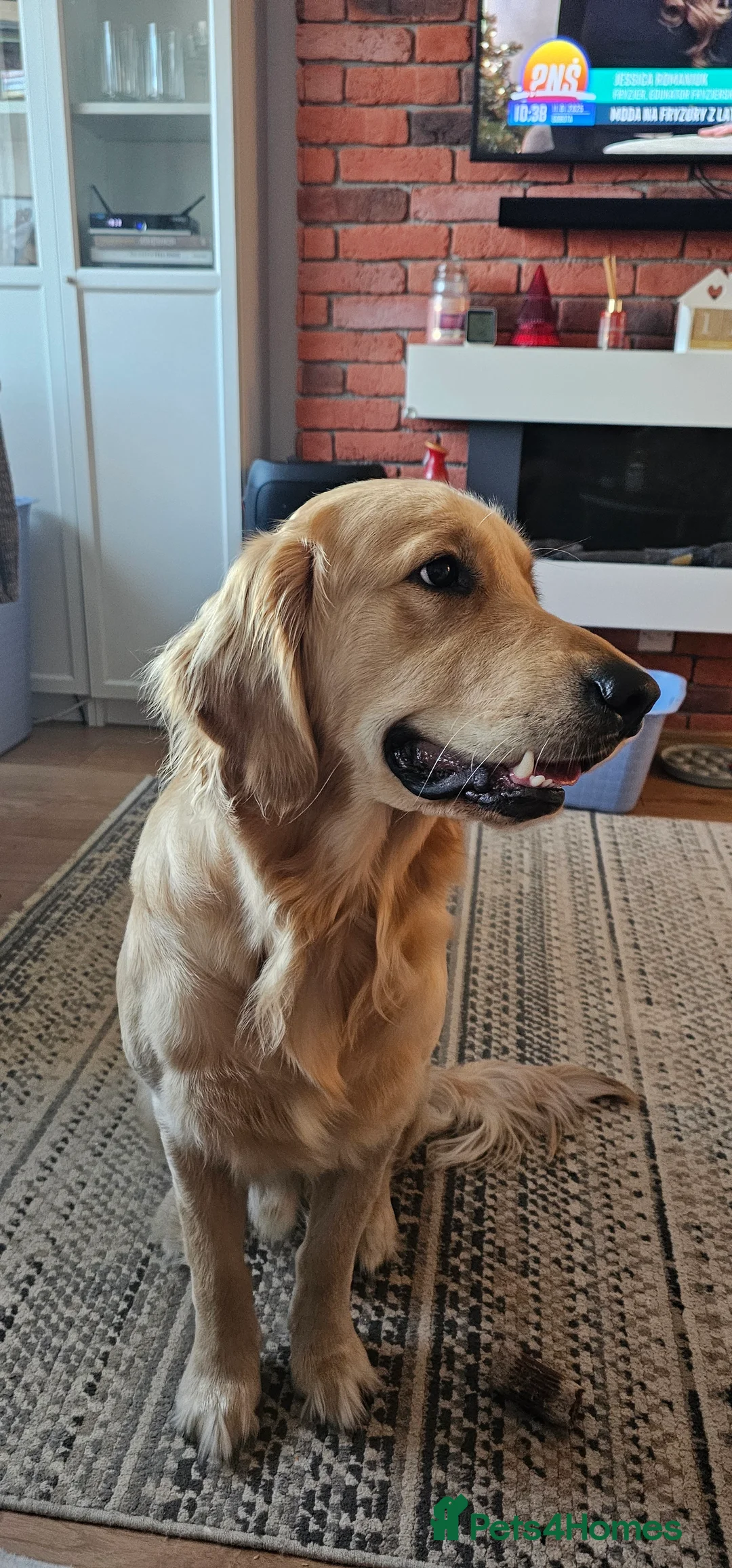 Golden Retriever dogs for stud: Golden Retriever Stud Dog – Northampton  - Advert 3