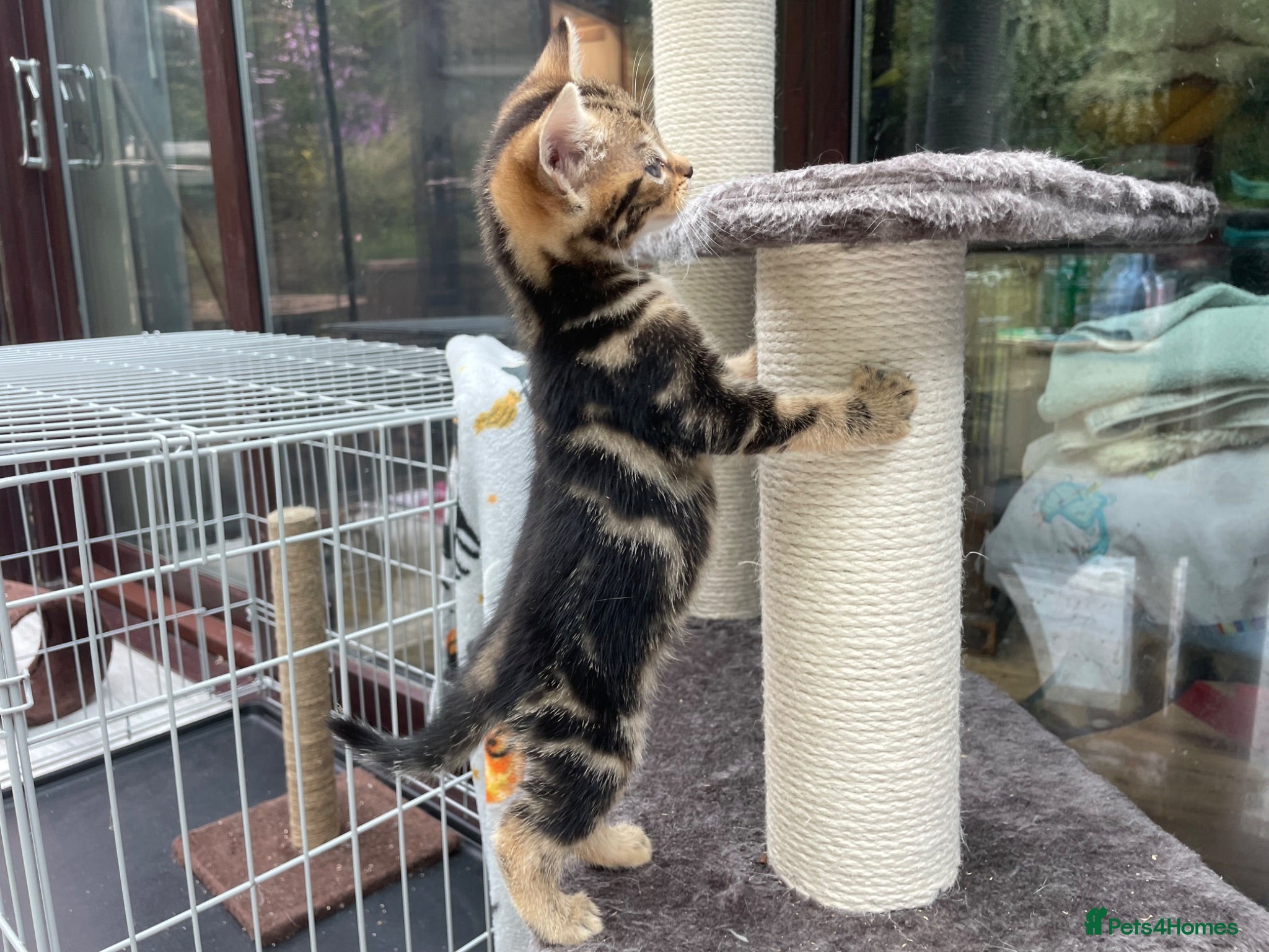 Mixed Breed cats Rescue kittens for adoption  - Advert 2